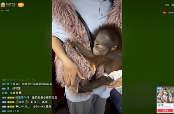 南京一动物园直播筹款:揭不开锅了(红山森林动物园现状)