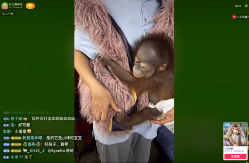 南京一动物园直播筹款:揭不开锅了 唯一一家自负盈亏动物园面临困境