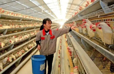畜禽生产技术要学哪些,畜禽生产技术的专业课程 畜禽生产技术要学哪些,畜禽生产技术的专业课程
