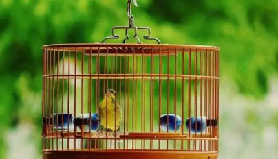 林业局个人养鸟证怎么办理,林业局养鸟证申请需要什么