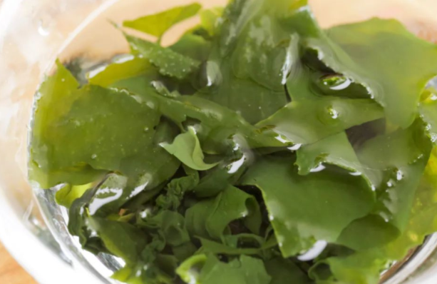 裙带菜泡得发黏还能吃吗?胃病患者吃裙带菜有啥好处? 裙带菜泡得发黏还能吃吗?胃病患者吃裙带菜有啥好处?