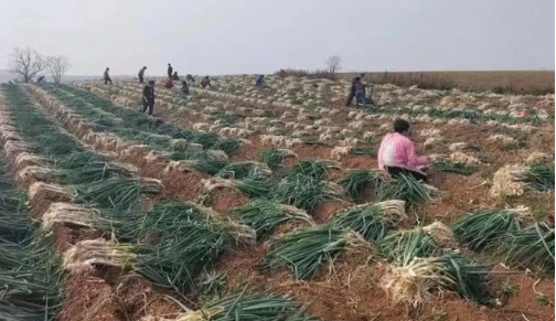 曾驰援武汉的“大葱哥”急需帮助 因疫情和物流原因大葱滞销