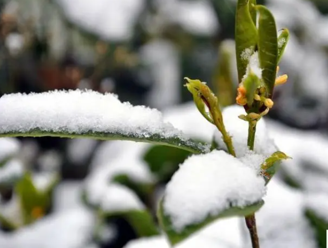 今冬初雪时间表出炉(2025多地今冬初雪即将登场)