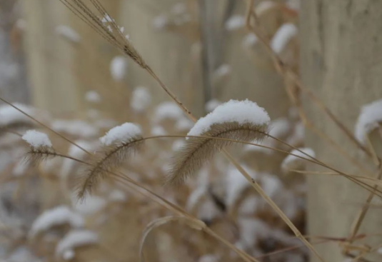 今冬初雪时间表出炉(2025多地今冬初雪即将登场)