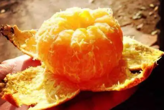 烤橘子带皮吃止咳效果好吗(烤橘子止咳要注意什么)