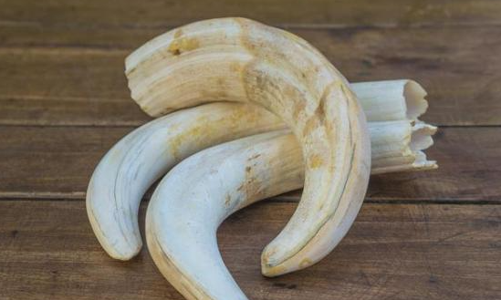 羚羊角的功效与作用,哪些人不能吃羚羊角呢?