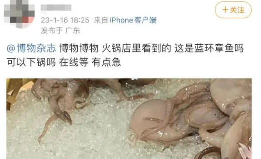 网友称吃火锅遇剧毒蓝环章鱼 蓝环章鱼属于剧毒生物不可食用