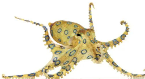 蓝环章鱼毒性是眼镜蛇的50倍 这并不是蓝环章鱼首次进入大众视野