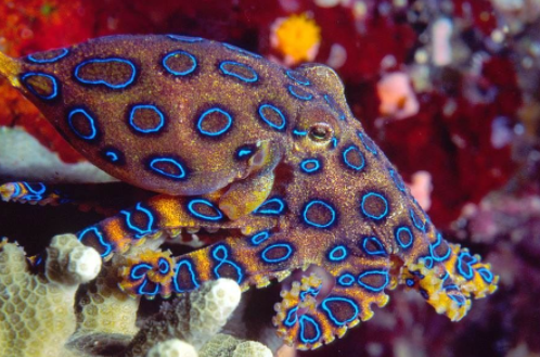 涮火锅误食蓝环章鱼是咋回事?冬天涮火锅误食蓝环章鱼如何急救? 涮火锅误食蓝环章鱼是咋回事?冬天涮火锅误食蓝环章鱼如何急救?