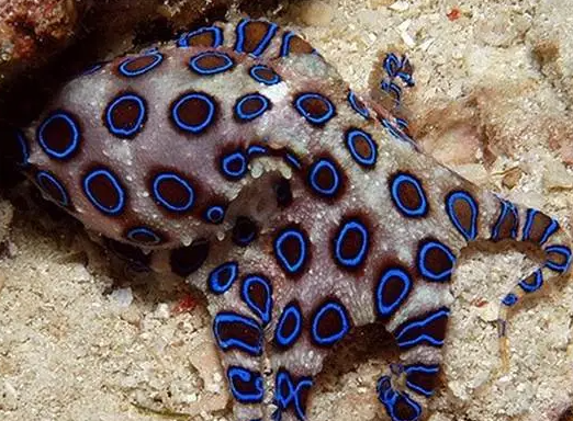 涮火锅误食蓝环章鱼是咋回事?冬天涮火锅误食蓝环章鱼如何急救? 涮火锅误食蓝环章鱼是咋回事?冬天涮火锅误食蓝环章鱼如何急救?