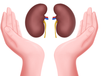 肾脏不好的人应少吃哪些食物呢？肾不好会有哪些表现？