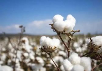 2022年新疆棉花实现总产539.06万吨，比上年增长5.1%