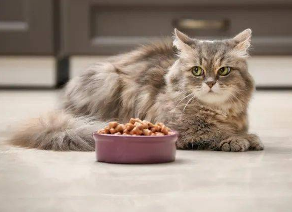 宠物经济快速发展，宠物食品质量令人担忧，宠物食品乱象究竟为何而来？