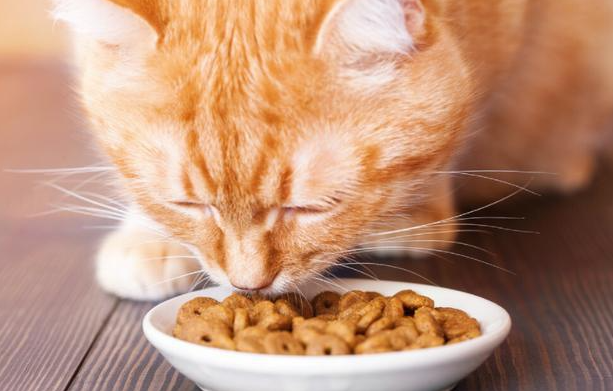 宠物经济快速发展，宠物食品质量令人担忧，宠物食品乱象究竟为何而来？