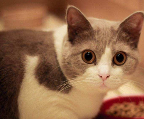 宠物经济快速发展，宠物食品质量令人担忧，宠物食品乱象究竟为何而来？