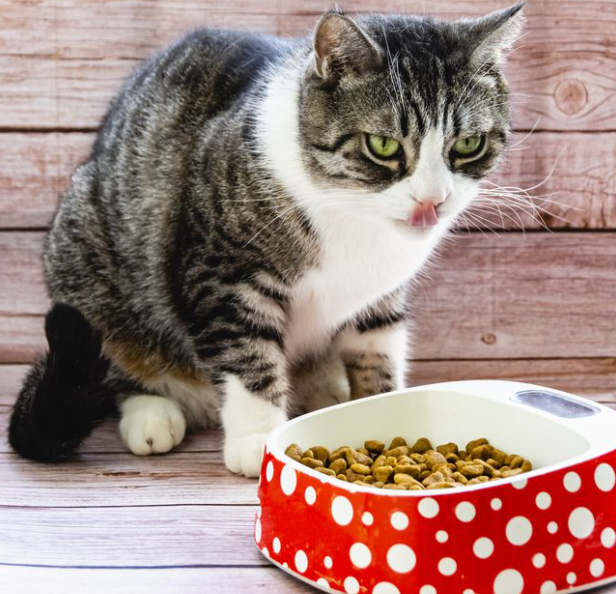 宠物经济快速发展，宠物食品质量令人担忧，宠物食品乱象究竟为何而来？