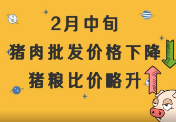 猪肉已跌回“10元时代”，什么是猪粮比价？