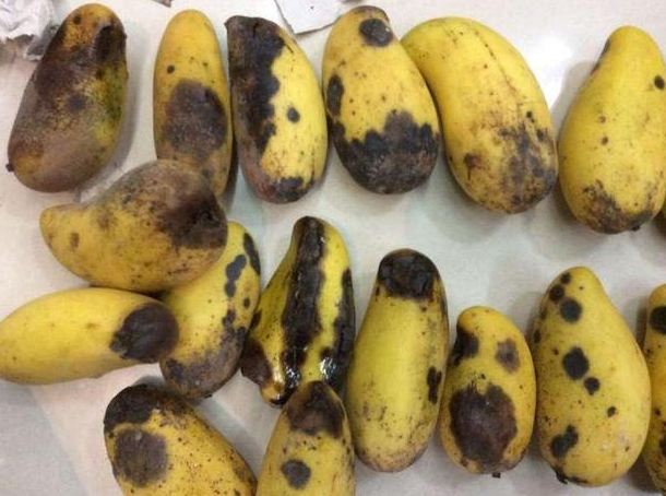 新茶食品安全问题频发,奶茶如何实现“舌尖安全”? 新茶食品安全问题频发,奶茶如何实现“舌尖安全”?