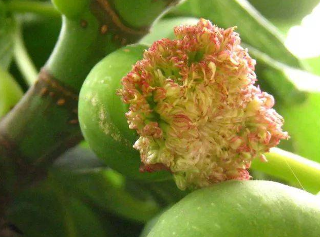 无花果好处多多，但也不能随便吃，这5类人群建议少吃