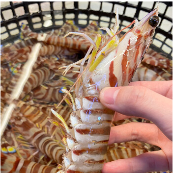 斑节虾与九节虾有啥区别?斑节虾白灼怎么做好吃