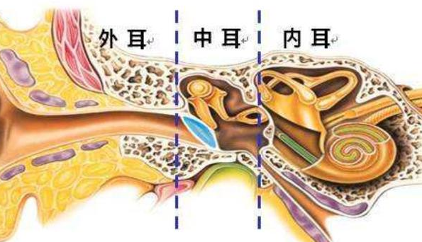 脑子天旋地转，可能是你耳朵里的“小石头”掉了