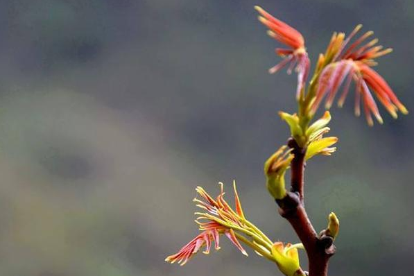 近期多人误食有毒野菜,春季吃野菜,牢记这几点! 近期多人误食有毒野菜,春季吃野菜,牢记这几点!
