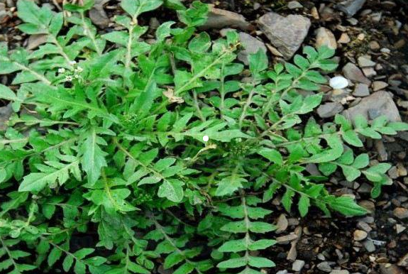 近期多人误食有毒野菜,春季吃野菜,牢记这几点! 近期多人误食有毒野菜,春季吃野菜,牢记这几点!