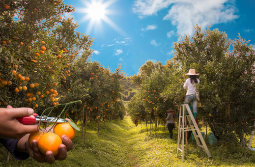 加快建设农业强国,协同推进科技创新和制度创新 加快建设农业强国,协同推进科技创新和制度创新