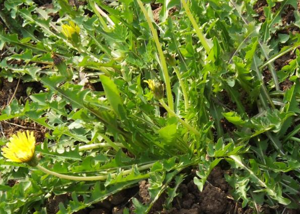 春季谨慎“尝鲜”!春季限定有毒植物与家常野菜相似?