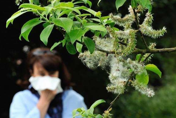 桦树花粉过敏为啥不能吃苹果?桦树花粉过敏不能吃哪些食物?