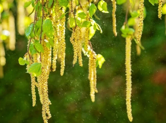 超七成桦树过敏者有食物过敏，切记千万别吃苹果！