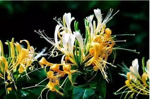 有毒的化儿草长啥样?误食化儿草怎么急救? 有毒的化儿草长啥样?误食化儿草怎么急救?