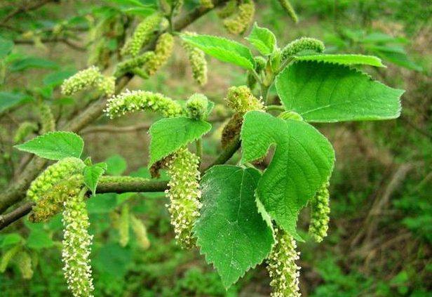 构树花絮可以做菜吃吗?构树叶和构树穗可以吃吗?