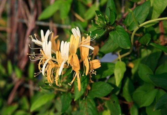 有毒的化儿草长啥样?误食化儿草怎么急救? 有毒的化儿草长啥样?误食化儿草怎么急救?