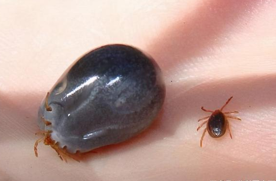 踏青后高烧不退是羌虫病吗?春季踏青如何预防羌虫叮咬?