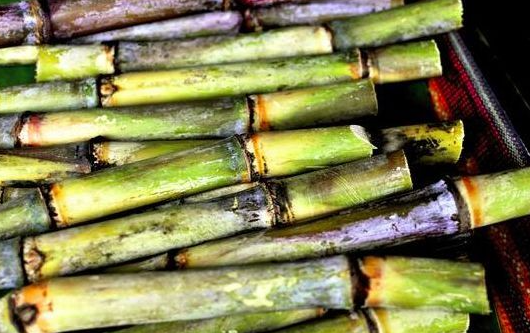 喝椰子水竟然把自己喝进了急诊科？变质椰子水为何这么毒？