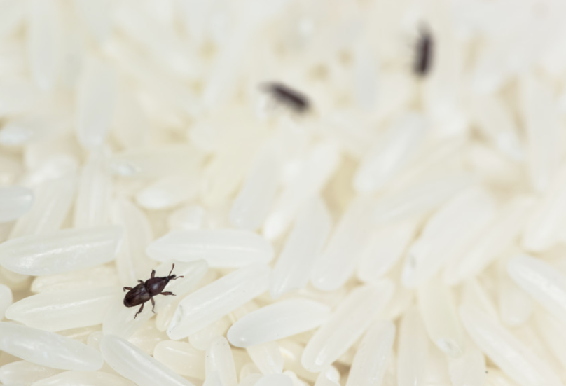 大米里生虫怎么办？3个小妙招让你的米缸再也不生虫！
