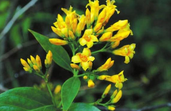 这些“春日限定“千万不要乱吃,小心变成“春日毒药”! 这些“春日限定“千万不要乱吃,小心变成“春日毒药”!