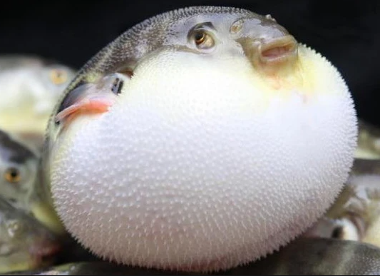 这些“春日限定“千万不要乱吃,小心变成“春日毒药”! 这些“春日限定“千万不要乱吃,小心变成“春日毒药”!