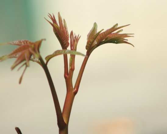 盘点含有有害物质的3种春菜,吃之前一定要小心处理,避免中毒! 盘点含有有害物质的3种春菜,吃之前一定要小心处理,避免中毒!