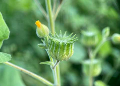 茼麻泡水喝止咳化痰好吗?茼麻泡水喝治疗关节疼痛吗?