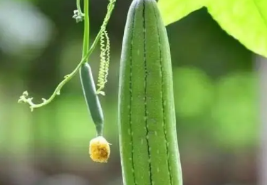 夏至防暑要多吃哪些食物？建议多吃8种食物