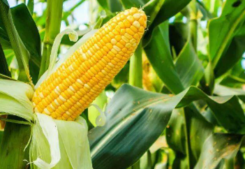 平常应该吃什么食物好？哪些食物对祛湿比较有效？