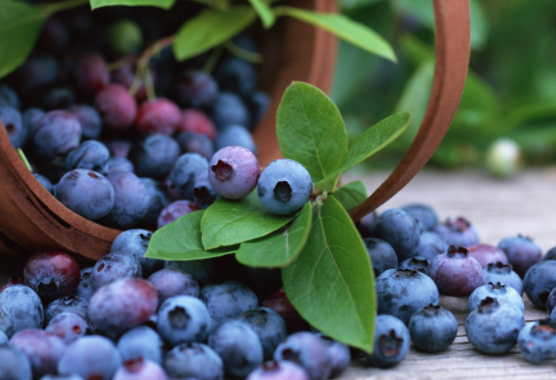 蓝莓吃了大便是墨绿色正常吗?吃蓝莓时要不要吐皮