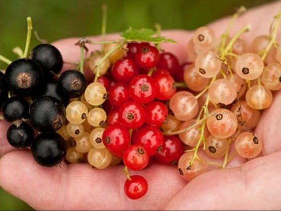 鹅莓可以提高免疫力降血压吗?夏秋季鹅莓怎么吃才有营养?