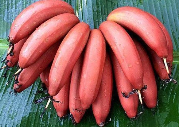 南洋红香蕉可以排毒吗?南洋红香蕉口感像冰淇淋吗?