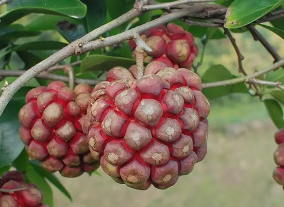 黑老虎果实维生素含量高吗?黑老虎的功效与作用