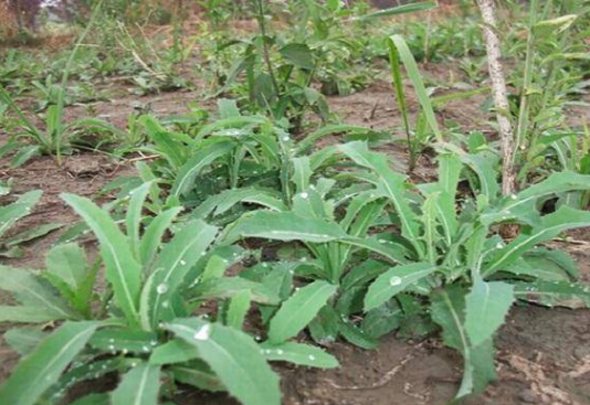 小满来临应该注意些什么?一定要记住这4点! 小满来临应该注意些什么?一定要记住这4点!