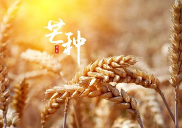 芒种节气吃什么好？芒种节气适宜食用的食物