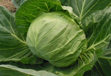 糖尿病肾病吃什么食物好？推荐一些食物